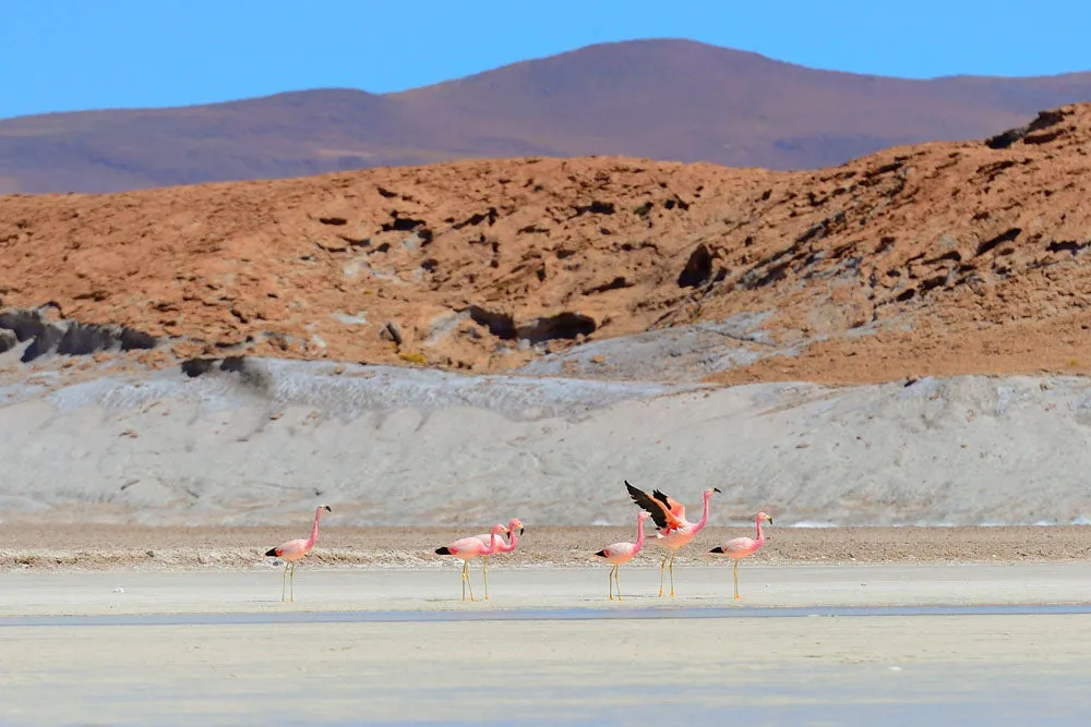 LSM   Explora Experience: Atacama Desert & Uyuni Salt Flats Recce from May 4 - 11, 2025